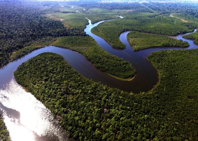 Regeneración - Amazonas - Brasil